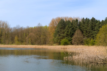 Obraz premium Lake in Dutch forest