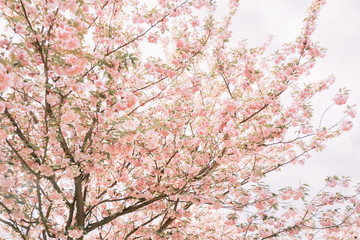 Branches with sakura blossoms with fresh pink flowers.