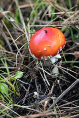 red fly agaric mushroom