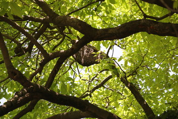 Honey bee's house in the forest
