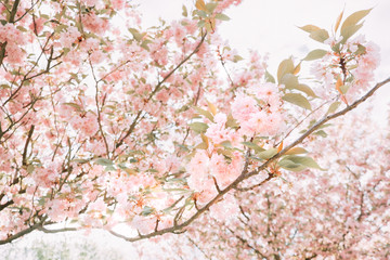 Branches with sakura blossoms with fresh pink flowers.