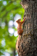 red furry squirrel sitting on a tree
