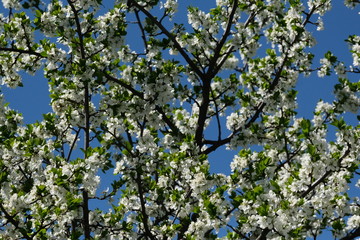 trees blossom Spring postcard garden