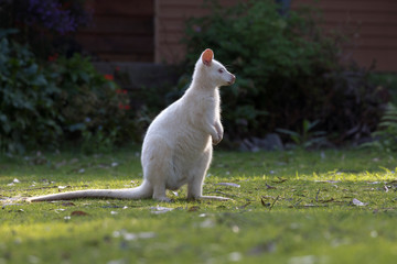 White albino wallaby in the neighborhood on Bruny Island in Tasmania, Australia