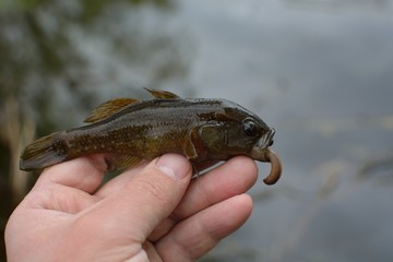 Summer fishing on the lake, Perccottus glenii