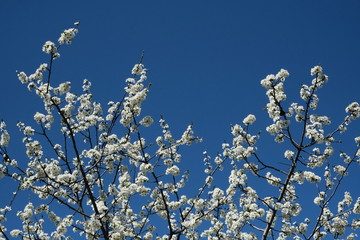 trees blossom Spring postcard garden