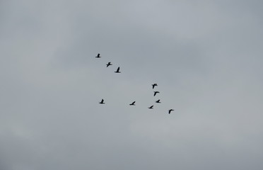 Zugvögel 01