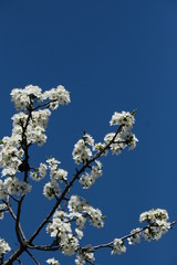trees blossom Spring postcard garden