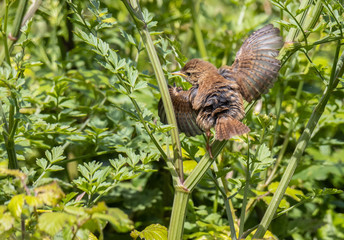 winter wren cheers spring!