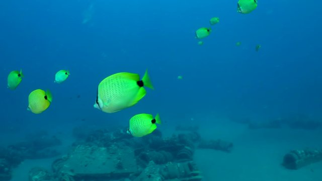 Yellow Milletseed butterflyfish, Chaetodon miliaris, aggressively swim and  eat other fish eggs off of an artificial reef, made of tires, on a sandy sea floor, near Maui, Hawaii.  