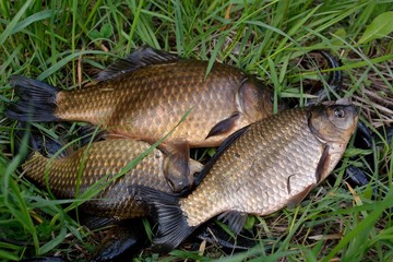 Summer fishing for carp on the lake
