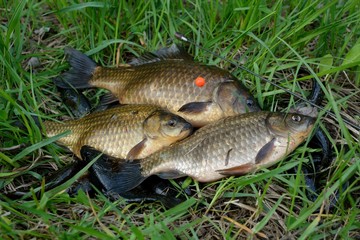 Obraz premium Summer fishing for carp on the lake 
