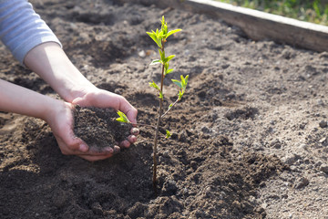 Ecology concept. Hands are planting green tree sapling in a soil