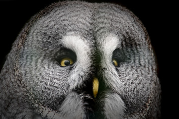 Great grey owl isolated on a black background