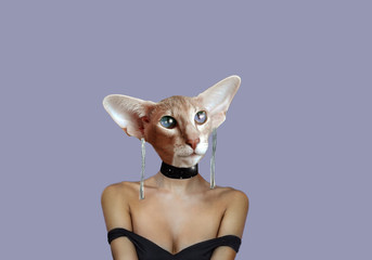 Havana cat art. Cat in a dress. Animals in clothes. Deep cut. Long shiny earrings. Stylish accessories. Cat in love