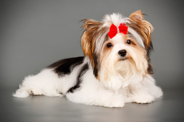 Biewer Yorkshire Terrier on colored backgrounds