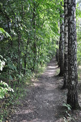 Obraz premium A path in the forest with green bushes on the left and trunks of birches on the right