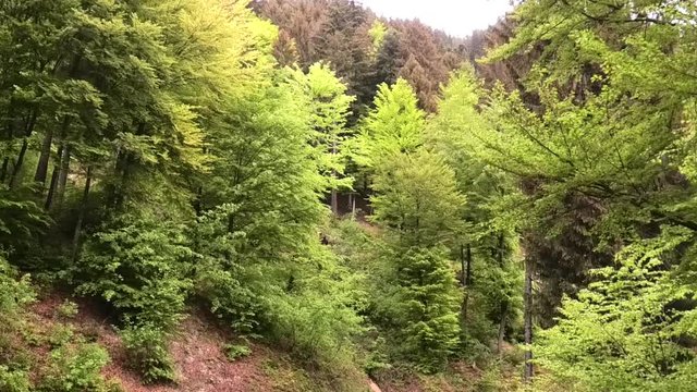 suoni colori del bosco prealpino