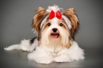 Biewer Yorkshire Terrier on colored backgrounds