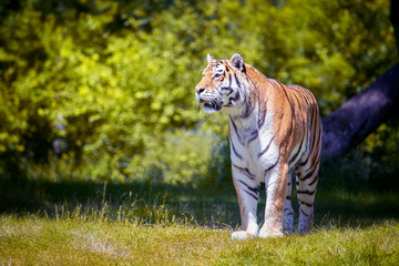 Endangered siberian tiger standing in the nature