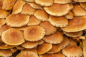 A group of brown mushrooms growing by a tree in the forest, selective focus