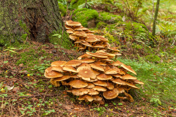 Cluster of many yellow wood-decay mushrooms growing on old stump in forest, poisonous fungus Sulphur Tuft, Hypholoma fasciculare, late summer, Europe, selective focus