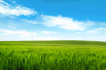 Fototapeta na wymiar Meadow field wheat hill with white clouds and blue sky. Panoramic landscape