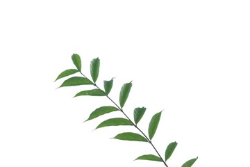 Young tropical plant leaves on white isolated background for green foliage backdrop and copy space 