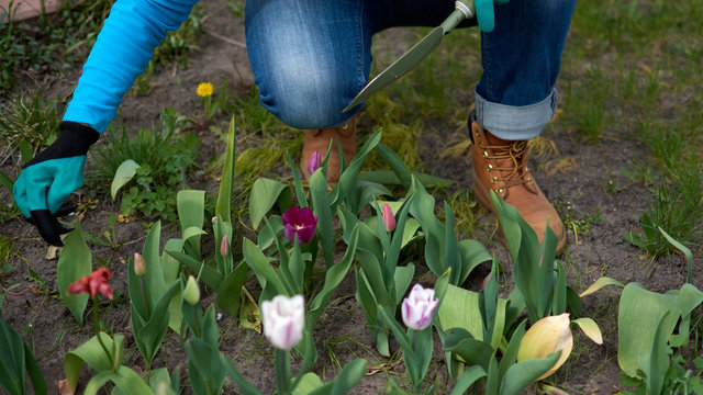 Senior adult woman in gloves is planting seedling tulpin flowers in soil in the backyard garden. Garden work on a sunny day - closeup on gardener's hands.