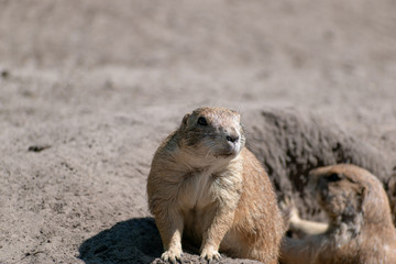 prairie dog in the sand