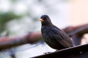 Common blackbird closeup bird (Turdus merula)