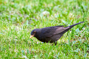 Common blackbird searching worms (Turdus merula)