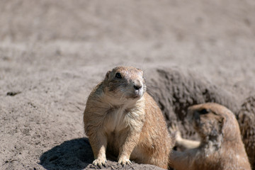 prairie dog in the sand