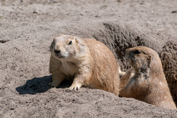 prairie dog in the sand