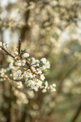 Fototapeta premium cherry tree blossom