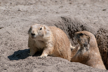 prairie dog in the sand