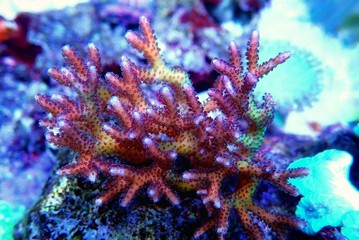 Birdnest SPS Coral - Seriatopora caliendrum - obrazy, fototapety, plakaty