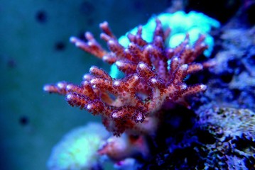 Fototapeta na wymiar Birdnest SPS Coral - Seriatopora caliendrum