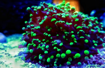Euphyllia Divisa aka Frogspawn LPS Coral 