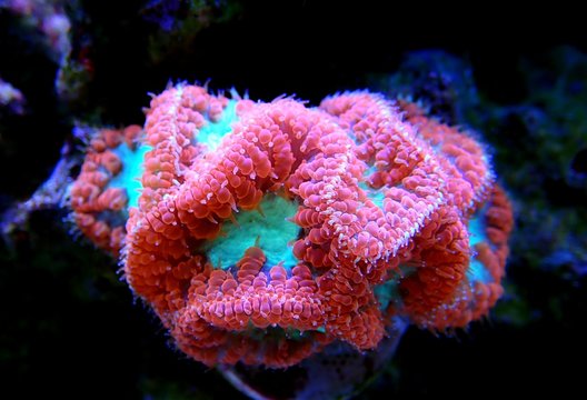 Blastomussa wellsi - Big Polyp Blastomussa LPS Coral
