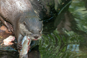 otter in the river