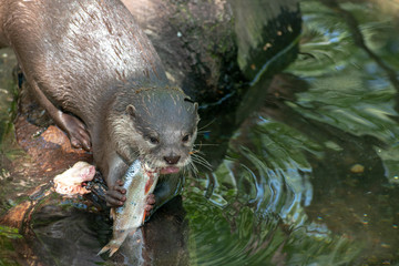 otter in the river