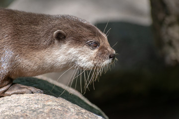 otter in the river