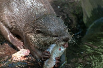 otter in the river