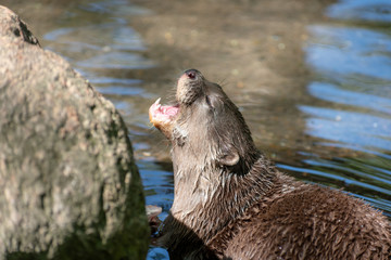 otter in the river