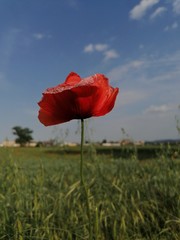 poppy in the field