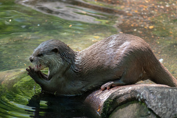 otter in the river