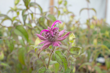 Monarda