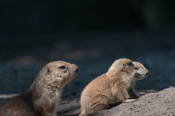 Prairie dog babies in the zoo in spring