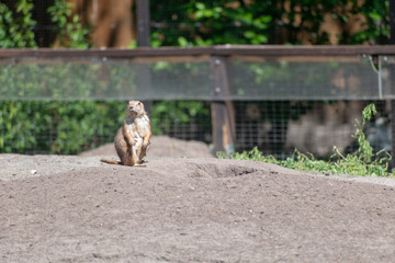 prairie dog in the sand